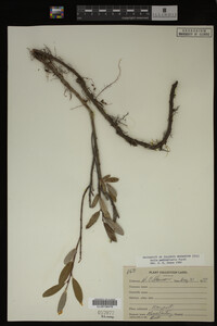 Salix pedicellaris image