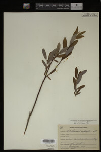 Salix pedicellaris image
