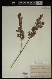 Salix pedicellaris image