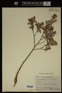 Salix pedicellaris image