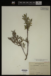 Salix pedicellaris image