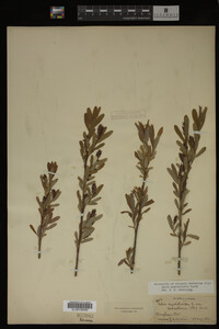 Salix pedicellaris image