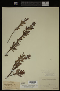 Salix pedicellaris image
