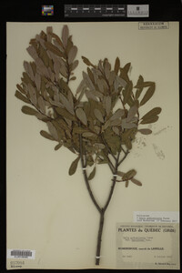 Salix pedicellaris image