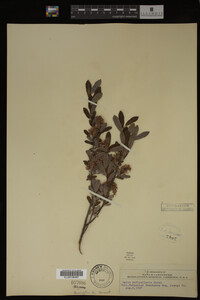 Salix pedicellaris image