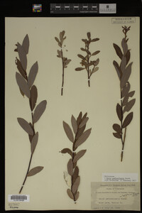 Salix pedicellaris image
