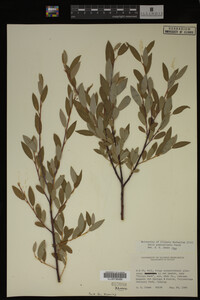Salix pedicellaris image