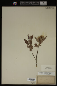 Salix pedicellaris image