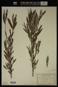 Image Associated With the Occurrence