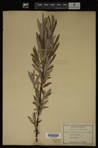 Image Associated With the Occurrence