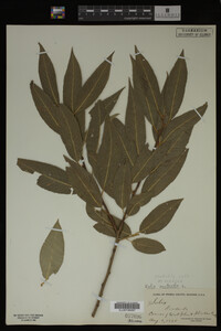 Image Associated With the Occurrence