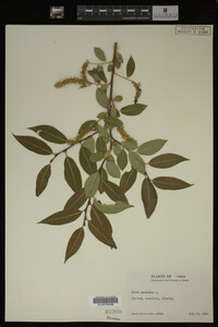 Salix pentandra image