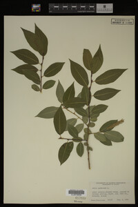 Salix pentandra image