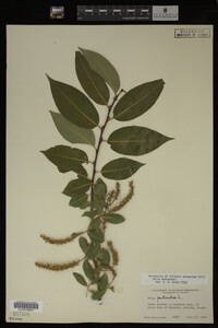 Salix pentandra image