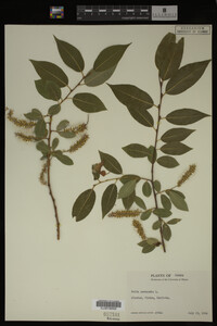 Salix pentandra image