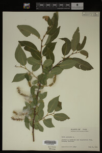 Salix pentandra image
