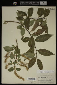 Salix pentandra image