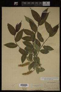 Image Associated With the Occurrence