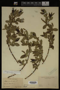 Salix pentandra image