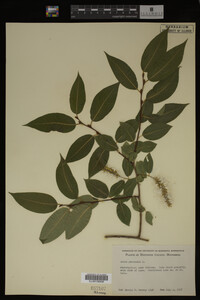 Salix pentandra image