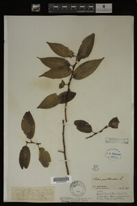 Salix pentandra image