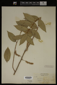 Salix pentandra image