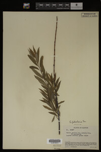 Image Associated With the Occurrence