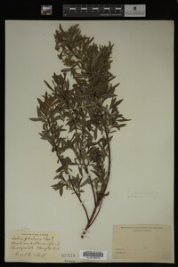 Image Associated With the Occurrence
