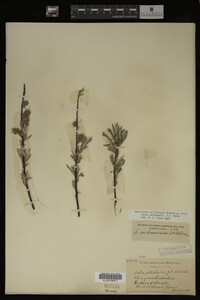 Image Associated With the Occurrence