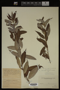 Image Associated With the Occurrence