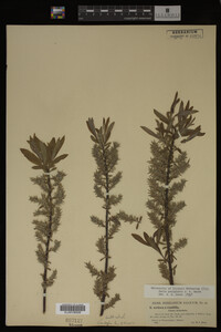 Salix petiolaris image