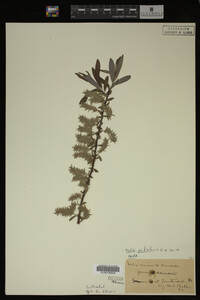 Salix petiolaris image
