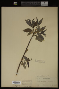 Salix petiolaris image