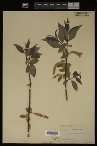 Salix petiolaris image