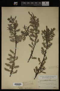 Salix petiolaris image