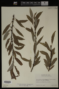 Image Associated With the Occurrence