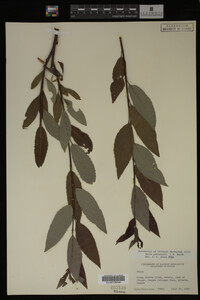 Image Associated With the Occurrence
