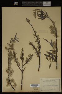 Image Associated With the Occurrence