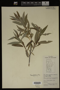 Image Associated With the Occurrence