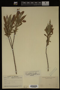 Image Associated With the Occurrence