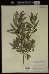 Image Associated With the Occurrence