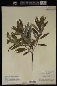 Image Associated With the Occurrence