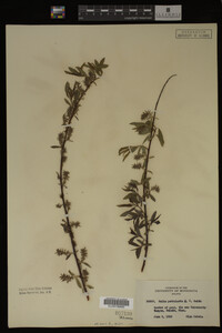 Image Associated With the Occurrence