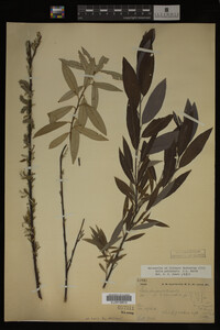 Image Associated With the Occurrence