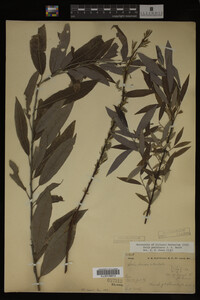 Image Associated With the Occurrence