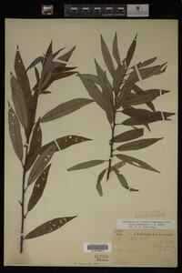 Image Associated With the Occurrence