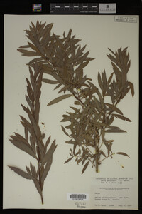 Image Associated With the Occurrence
