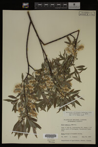 Image Associated With the Occurrence