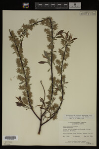 Image Associated With the Occurrence