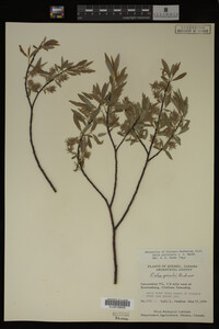 Image Associated With the Occurrence